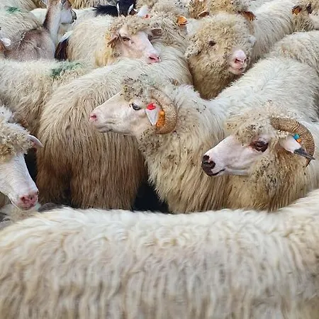 Vakantiehuis W Gorach Pod Jodlami Nowy Targ